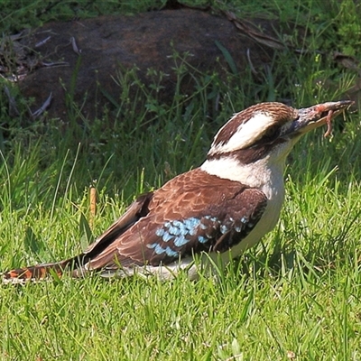 Dacelo novaeguineae (Laughing Kookaburra) at Gibberagee, NSW - 17 Sep 2009 by Bungybird