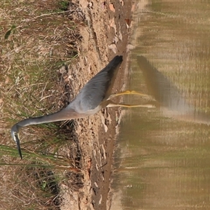 Egretta novaehollandiae at Gibberagee, NSW - 17 Sep 2009