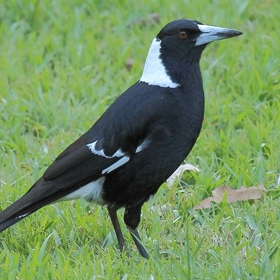 Gymnorhina tibicen at Gibberagee, NSW - 16 Sep 2009 by AaronClausen