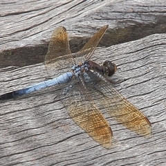 Orthetrum caledonicum (Blue Skimmer) at Gibberagee, NSW - 20 Mar 2009 by Bungybird