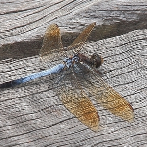 Orthetrum caledonicum at Gibberagee, NSW - 20 Mar 2009 11:26 PM