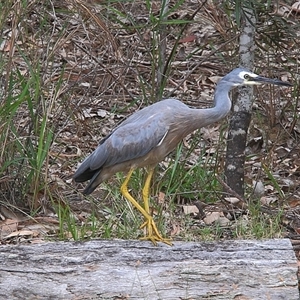 Egretta novaehollandiae at Gibberagee, NSW - 20 Mar 2009 11:30 PM