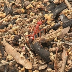 Myrmecia gulosa (Red bull ant) at Gibberagee, NSW - 20 Mar 2009 by Bungybird