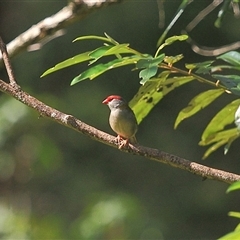 Neochmia temporalis (Red-browed Finch) at Gibberagee, NSW - 21 Mar 2009 by Bungybird