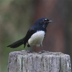 Rhipidura leucophrys (Willie Wagtail) at Gibberagee, NSW - 21 Mar 2009 by Bungybird