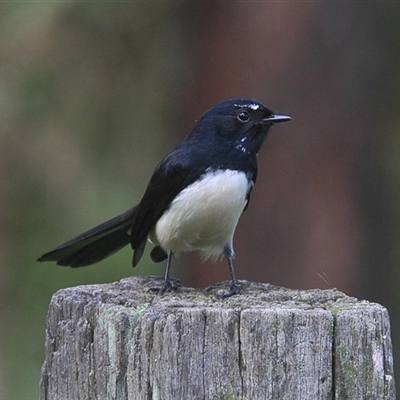 Rhipidura leucophrys (Willie Wagtail) at Gibberagee, NSW - 22 Mar 2009 by Bungybird