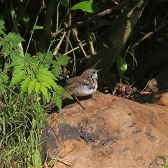 Malurus cyaneus (Superb Fairywren) at Gibberagee, NSW - 21 Mar 2009 by Bungybird