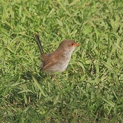 Malurus cyaneus (Superb Fairywren) at Gibberagee, NSW - 21 Mar 2009 by Bungybird