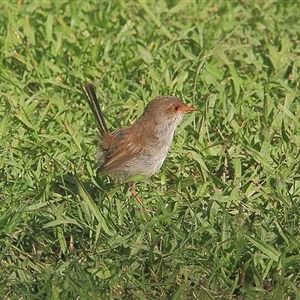 Malurus cyaneus at Gibberagee, NSW - 22 Mar 2009