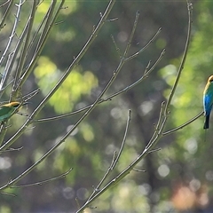 Merops ornatus (Rainbow Bee-eater) at Gibberagee, NSW - 14 Sep 2009 by Bungybird