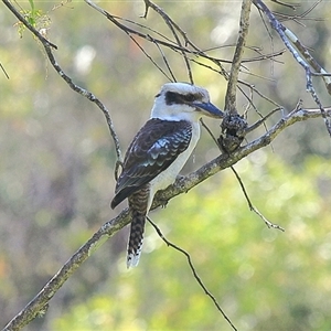 Dacelo novaeguineae at Gibberagee, NSW - 14 Sep 2009