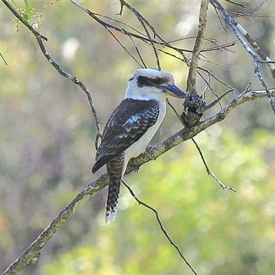 Dacelo novaeguineae (Laughing Kookaburra) at Gibberagee, NSW - 14 Sep 2009 by Bungybird