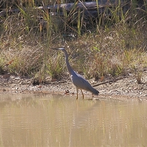 Egretta novaehollandiae at Gibberagee, NSW - 14 Sep 2009 08:11 PM