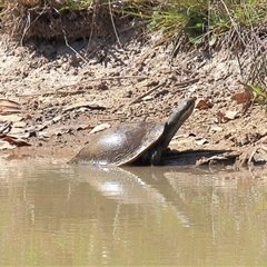 Chelodina longicollis at Gibberagee, NSW - 14 Sep 2009 by AaronClausen