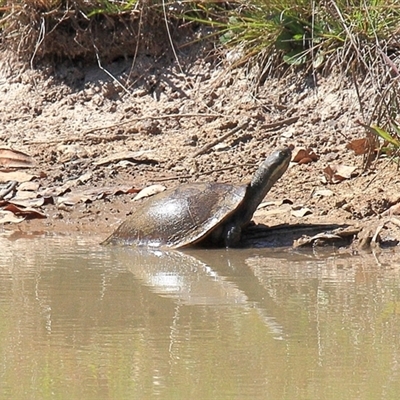 Emydura macquarii (Macquarie Turtle) at Gibberagee, NSW - 14 Sep 2009 by Bungybird