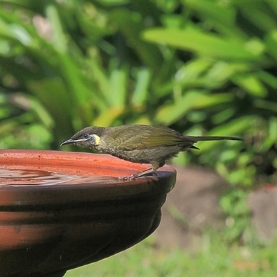 Meliphaga lewinii (Lewin's Honeyeater) at Gibberagee, NSW - 29 Oct 2009 by Bungybird