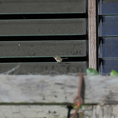 Malurus cyaneus (Superb Fairywren) at Gibberagee, NSW - 29 Oct 2009 by Bungybird