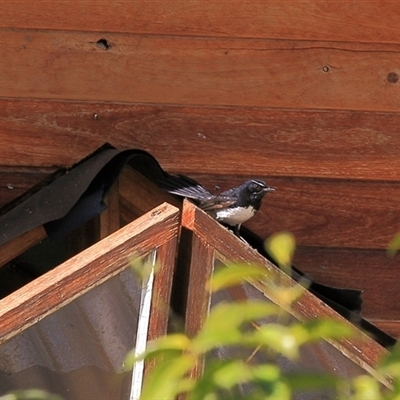 Rhipidura leucophrys (Willie Wagtail) at Gibberagee, NSW - 29 Oct 2009 by Bungybird