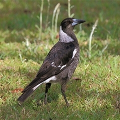 Gymnorhina tibicen (Australian Magpie) at Gibberagee, NSW - 29 Oct 2009 by Bungybird