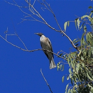 Philemon corniculatus at Gibberagee, NSW - 12 Jul 2010