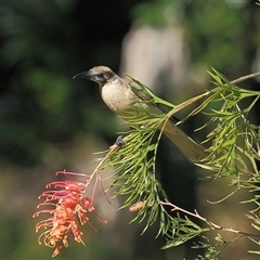 Philemon citreogularis at Gibberagee, NSW - 12 Jul 2010 by AaronClausen