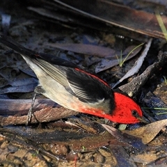 Myzomela sanguinolenta at Gibberagee, NSW - 16 Jul 2010 by AaronClausen