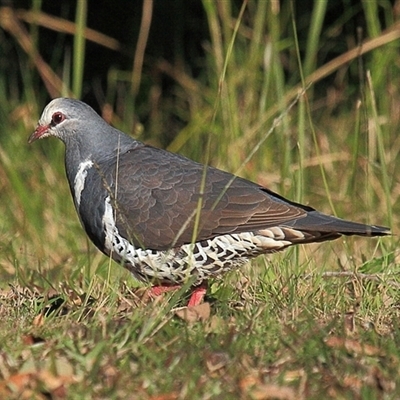 Leucosarcia melanoleuca (Wonga Pigeon) at Gibberagee, NSW - 17 Jul 2010 by Bungybird