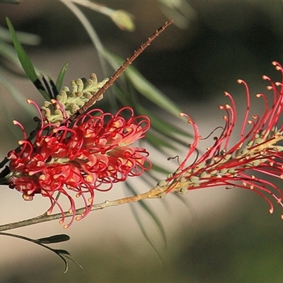 Grevillea juniperina at Gibberagee, NSW - 16 Jul 2010 by AaronClausen