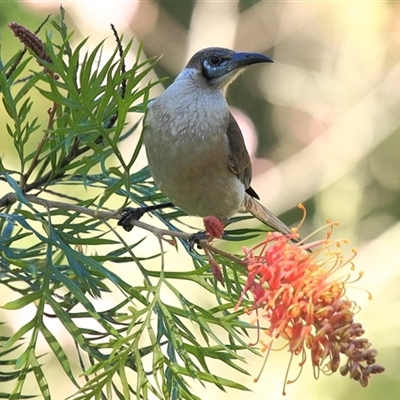 Philemon citreogularis at Gibberagee, NSW - 16 Jul 2010 by AaronClausen