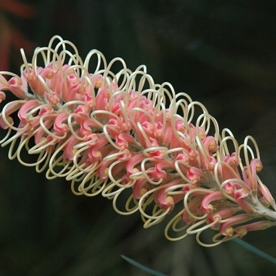 Grevillea juniperina at Gibberagee, NSW - 16 Jul 2010 by AaronClausen