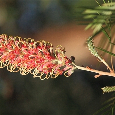 Grevillea juniperina at Gibberagee, NSW - 16 Jul 2010 by AaronClausen