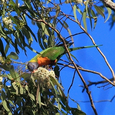 Trichoglossus moluccanus at Gibberagee, NSW - 16 Jul 2010 by AaronClausen