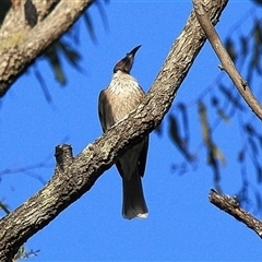 Philemon corniculatus (Noisy Friarbird) at Gibberagee, NSW - 17 Jul 2010 by Bungybird