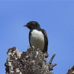 Rhipidura leucophrys (Willie Wagtail) at Gibberagee, NSW - 7 Dec 2010 by Bungybird