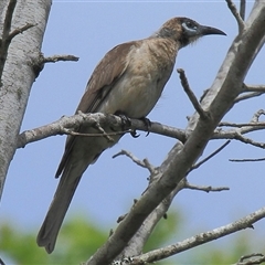 Philemon corniculatus at Gibberagee, NSW - 7 Dec 2010 by AaronClausen