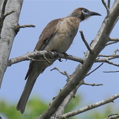 Philemon citreogularis (Little Friarbird) at Gibberagee, NSW - 7 Dec 2010 by Bungybird