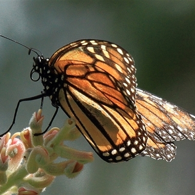 Danaus plexippus at Gibberagee, NSW - 7 Dec 2010 by AaronClausen