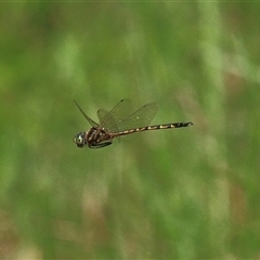 Hemicordulia australiae at Gibberagee, NSW - 7 Dec 2010 by AaronClausen