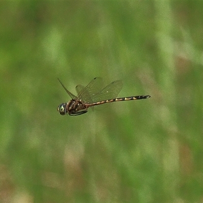 Hemicordulia australiae (Australian Emerald) at Gibberagee, NSW - 7 Dec 2010 by Bungybird