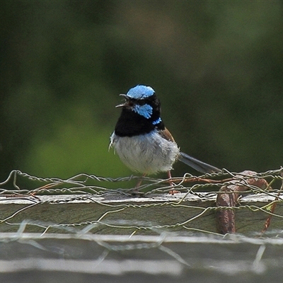 Malurus cyaneus (Superb Fairywren) at Gibberagee, NSW - 7 Dec 2010 by Bungybird