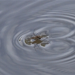 Tenagogerris euphrosyne (Water Strider) at Gibberagee, NSW - 7 Dec 2010 by Bungybird