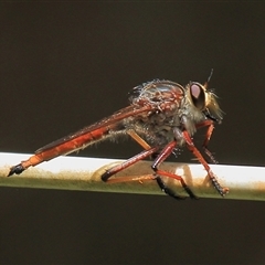 Colepia sp. (genus) (A robber fly) at Gibberagee, NSW - 7 Dec 2010 by Bungybird