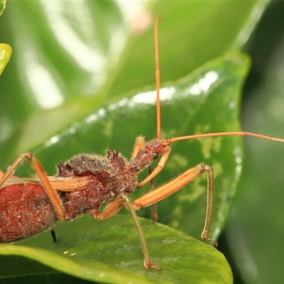 Pristhesancus plagipennis (Bee Killer Assassin Bug) at Gibberagee, NSW - 3 Jan 2012 by Bungybird