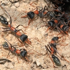 Myrmecia nigrocincta (Jumper ant, jumping jack) at Gibberagee, NSW - 3 Jan 2012 by AaronClausen