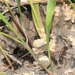 Camponotus intrepidus (Flumed Sugar Ant) at Gibberagee, NSW - 20 Dec 2011 by Bungybird