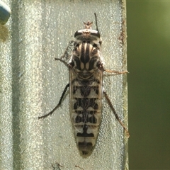 Apiocera sp. (genus) at Gibberagee, NSW - 20 Dec 2011 by AaronClausen