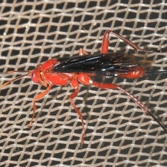 Lissopimpla excelsa (Orchid dupe wasp, Dusky-winged Ichneumonid) at Gibberagee, NSW - 29 Oct 2013 by Bungybird