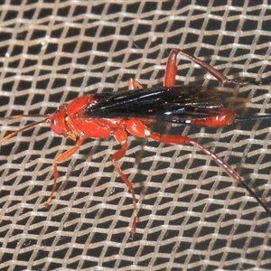 Lissopimpla excelsa at Gibberagee, NSW by Bungybird