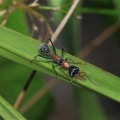 Myrmecia nigrocincta (Jumper ant, jumping jack) at Gibberagee, NSW - 29 Oct 2013 by Bungybird