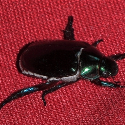 Repsimus aeneus (Green Christmas beetle) at Gibberagee, NSW - 28 Oct 2013 by Bungybird